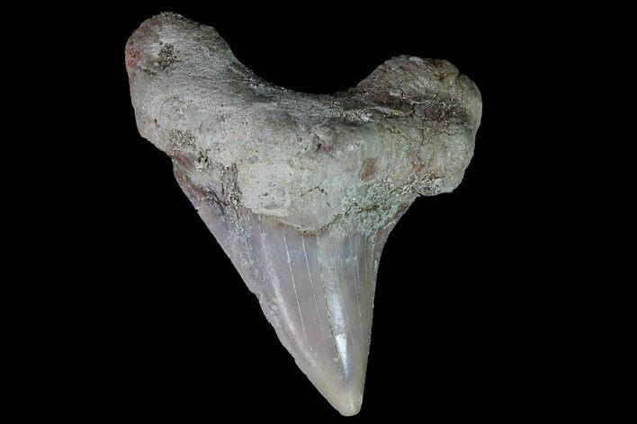 Otodus Shark Tooth Fossil - Eocene #67185